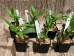 Dendrobium Lilac Dream (2” pot) - Image 7