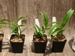 Dendrobium Lilac Dream (2” pot) - Image 4