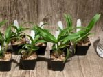 Dendrobium Lilac Dream (2” pot) - Image 6