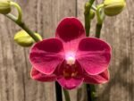 Double Spikes Phalaenopsis I-Hsin Little Red Hat (3" pot) - Image 4