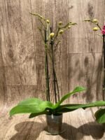 Double Spikes Phalaenopsis I-Hsin Little Red Hat (3" pot) - Image 7
