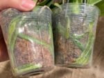 Double Spikes Phalaenopsis I-Hsin Little Red Hat (3" pot) - Image 11
