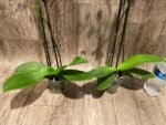 Double Spikes Phalaenopsis I-Hsin Little Red Hat (3" pot) - Image 10