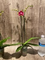 Double Spikes Phalaenopsis I-Hsin Little Red Hat (3" pot) - Image 8