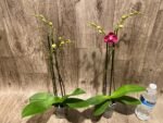 Double Spikes Phalaenopsis I-Hsin Little Red Hat (3" pot) - Image 6