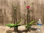 Double Spikes Phalaenopsis I-Hsin Little Red Hat (3" pot) - Image 5
