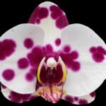 Double Spikes Phalaenopsis I-Hsin Ritabeth (4.5" pot)