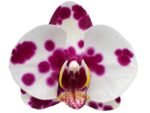 Double Spikes Phalaenopsis I-Hsin Ritabeth (4.5" pot) - Image 2