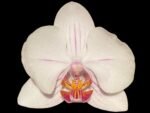 Double Spikes Phalaenopsis Dtps. Cezanne's Philihall (Hsinying Hall x philippinensis) (3" pot)