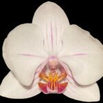 Double Spikes Phalaenopsis Dtps. Cezanne's Philihall (Hsinying Hall x philippinensis) (3" pot)