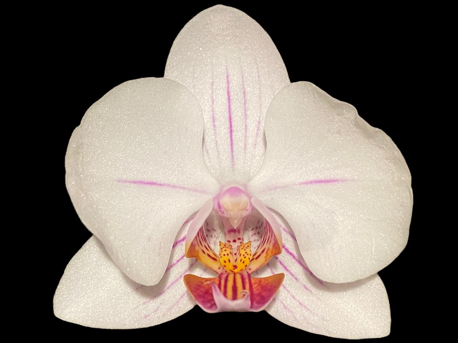 il_fullxfull.8790176885_10hk.jpg Double Spikes Phalaenopsis Dtps. Cezanne's Philihall (Hsinying Hall x philippinensis) (3" pot) - Image 1
