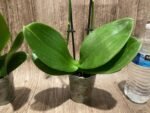 Double Spikes Phalaenopsis Dtps. Cezanne's Philihall (Hsinying Hall x philippinensis) (3" pot) - Image 9