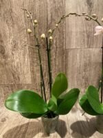Double Spikes Phalaenopsis Dtps. Cezanne's Philihall (Hsinying Hall x philippinensis) (3" pot) - Image 6