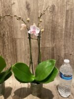 Double Spikes Phalaenopsis Dtps. Cezanne's Philihall (Hsinying Hall x philippinensis) (3" pot) - Image 7
