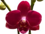 Double Spikes Phalaenopsis I-Hsin Little Red Hat (3" pot) - Image 2