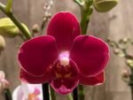 Double Spikes Phalaenopsis I-Hsin Little Red Hat (3" pot) - Image 3
