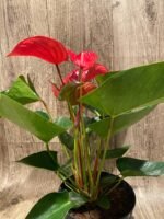 Anthurium sp Red (6” pot) - Image 10