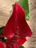 Anthurium sp Red (6” pot) - Image 5
