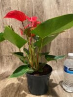 Anthurium sp Red (6” pot) - Image 8