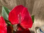 Anthurium sp Red (6” pot)