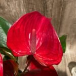 Anthurium sp Red (6” pot)