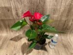 Anthurium sp Red (6” pot) - Image 11