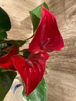 Anthurium sp Red (6” pot) - Image 7