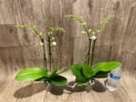 Double Spikes Phalaenopsis NOID (3" pot) - Image 4