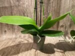 Double Spikes Phalaenopsis NOID (3" pot) - Image 8