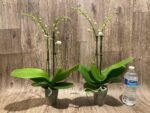 Double Spikes Phalaenopsis NOID (3" pot) - Image 3