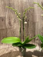 Double Spikes Phalaenopsis NOID (3" pot) - Image 6