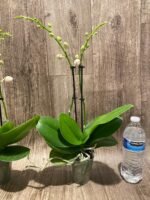 Double Spikes Phalaenopsis NOID (3" pot) - Image 5
