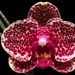 Phalaenopsis OX red seasame