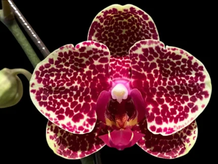 Phalaenopsis OX red seasame