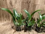 RIc. Star of Siam (3.5 pot) - Image 2