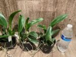 RIc. Star of Siam (3.5 pot) - Image 3