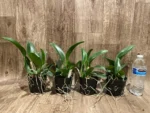 RIc. Star of Siam (3.5 pot) - Image 5