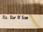RIc. Star of Siam (3.5 pot) - Image 6