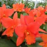 Blc. Dan O'Neil 'Jubilee' HCC/AOS (3.5" pot)