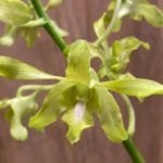 Dendrobium Light Green (5" pot)