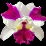 Lc. Purple Cascade 'Sweet Beauty' (5" pot)