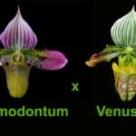 Paph. Albertine (acmodontum x venustum) (2" pot)