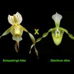 Paph. Katano Kolopadai (Kolopakingii album x Dianthum alba)  BS (4" pot)