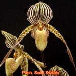 Paph. Saint Swithin x (roths. 'Jungle Selected' x roths. 'Atlantis') (3" pot)