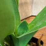 Paph. Sheldrake x Everley Rhodes 'Camira' (3.5" pot)