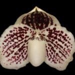 Paph. lecochilum 'Red on Red' x sib (2" pot)