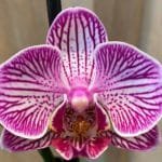 Phalaenopsis I-Hsin Bubble Gum (3.5" pot)