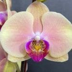 Phalaenopsis New Hybrid Rare Color (4.5" pot)