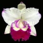 Rlc. Chief Journey 'First Choice' (4" pot)