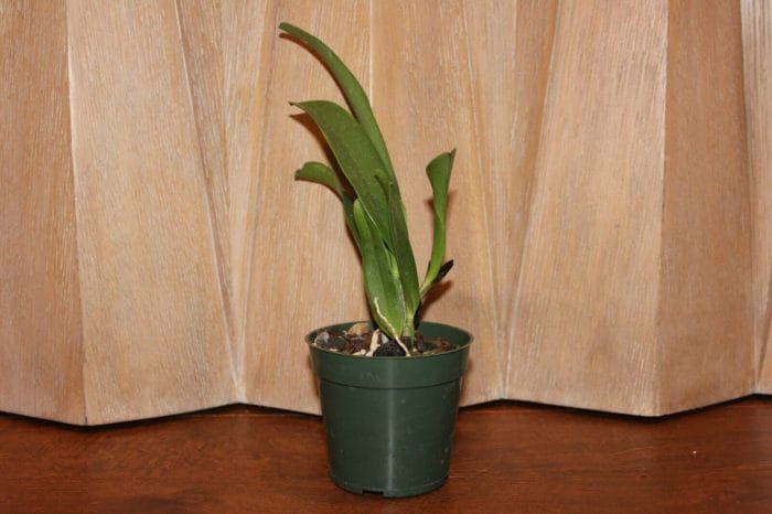 Rlc. Chief Journey 'First Choice' (4" pot) - Image 3